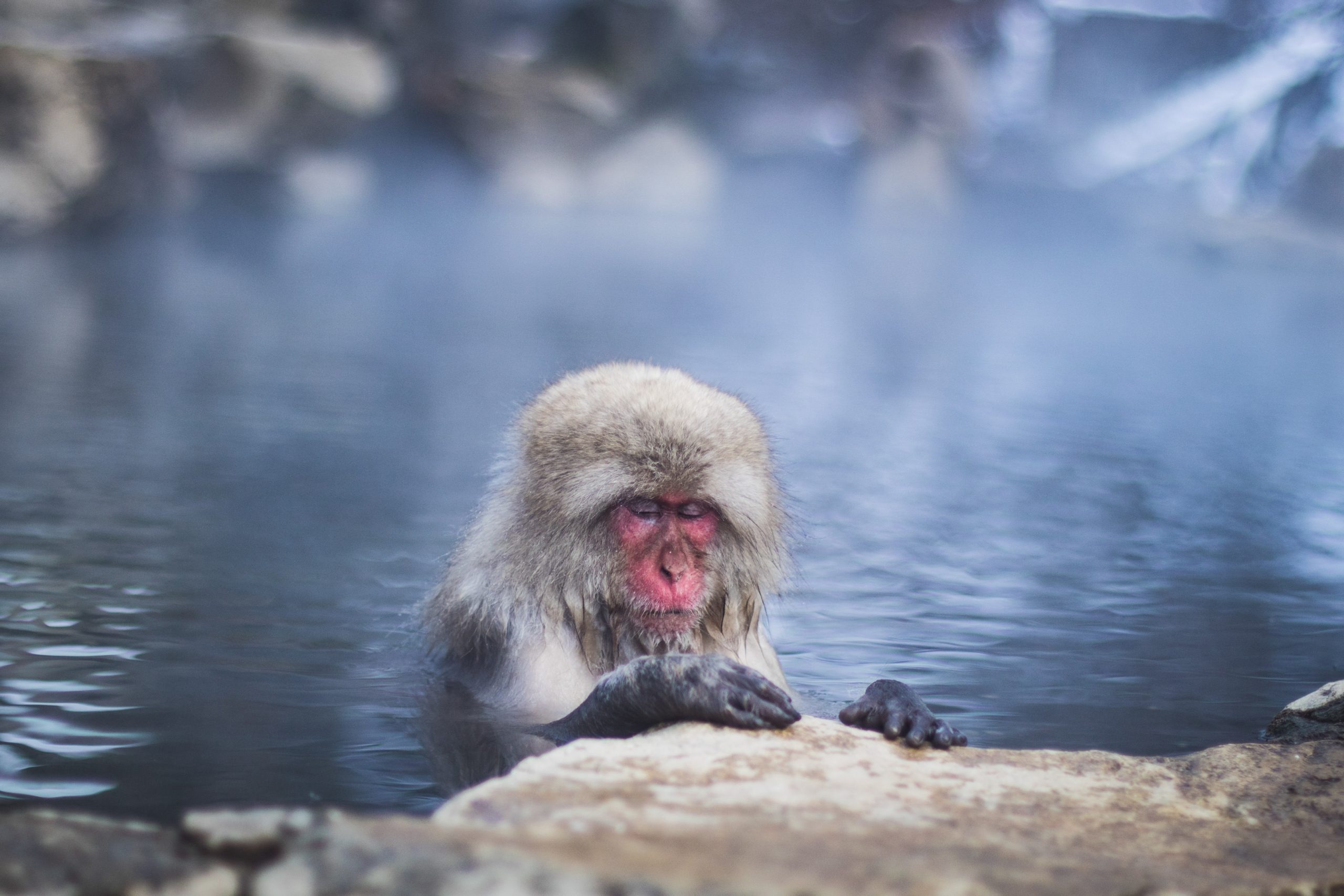 meditating calm monkey mind